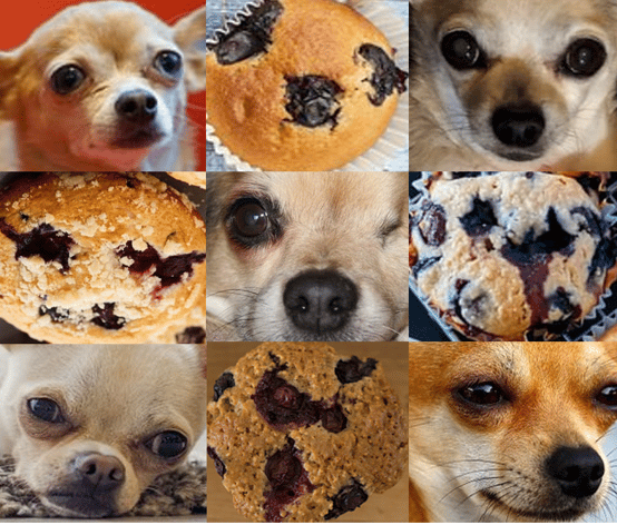 Deep neural networks: of dogs, muffins, and self-driving cars